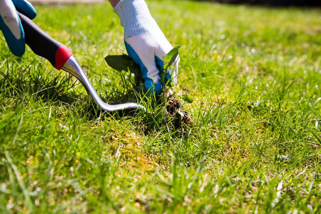 Eden lawn And Property Solutions